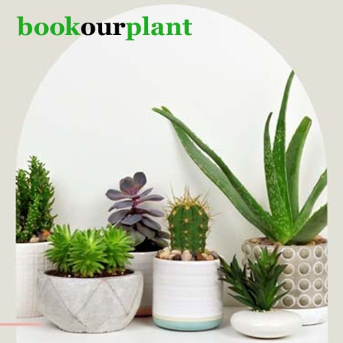 Book OurPlant : Buy your plant online